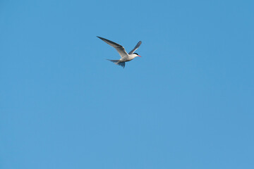 Fototapeta premium The Arctic tern (Sterna paradisaea)