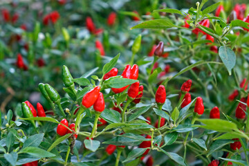 Obraz premium Red chili peppers plants on marketplace