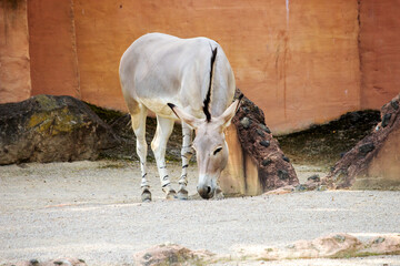 The Somali wild ass is a subspecies of the African wild ass, Equus africanus somaliensis