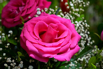 Pink roses on marketplace in Ipanema neighborhood