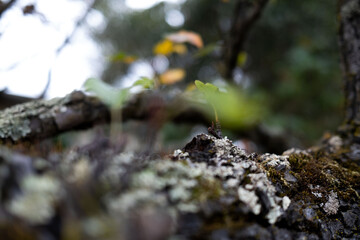 Moss on tree