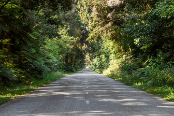 Empty road amidst trees in forest