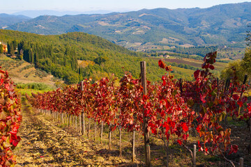 Vineyard in Chianti, Tuscany, Italy