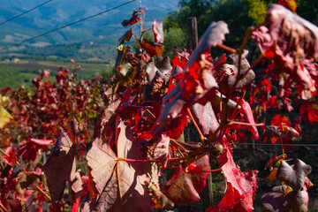Vineyard in Chianti, Tuscany, Italy