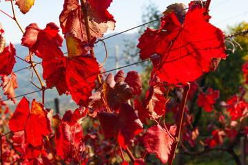 Vineyard in Chianti, Tuscany, Italy