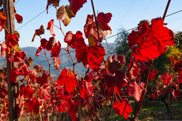 Vineyard in Chianti, Tuscany, Italy