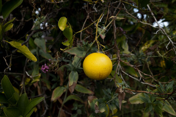 Lemon on a tree