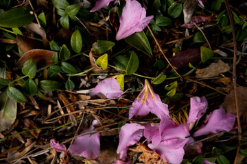 Petals and leaves on the ground