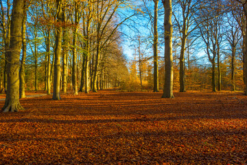 Fototapeta premium Trees in autumn colors in a forest in bright sunny sunlight at fall, Baarn, Lage Vuursche, Utrecht, The Netherlands, November 18, 2020