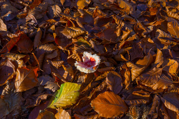 Mushroom in autumn leaves and fungus in a forest soil in sunlight at fall, Baarn, Lage Vuursche, Utrecht, The Netherlands, November 18, 2020