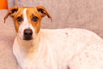 Cute dog on the couch