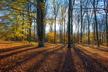 Trees in autumn colors in a forest in bright sunny sunlight at fall, Baarn, Lage Vuursche, Utrecht, The Netherlands, November 18, 2020