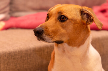 Cute dog on the couch