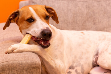Cute dog on the couch