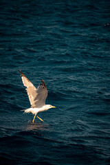 seagull in the sea