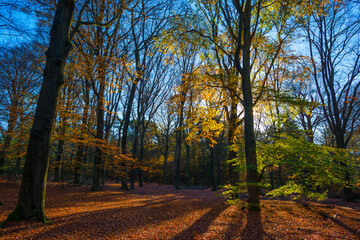 Fototapeta premium Trees in autumn colors in a forest in bright sunny sunlight at fall, Baarn, Lage Vuursche, Utrecht, The Netherlands, November 18, 2020
