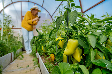 Woman photographing vegetable plant while standing at greenhouse