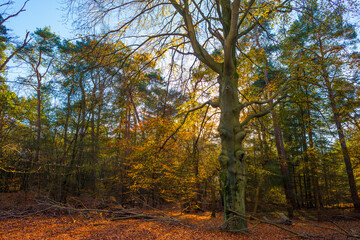 Trees in autumn colors in a forest in bright sunny sunlight at fall, Baarn, Lage Vuursche, Utrecht, The Netherlands, November 18, 2020