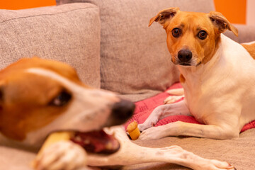Cute dog on the couch