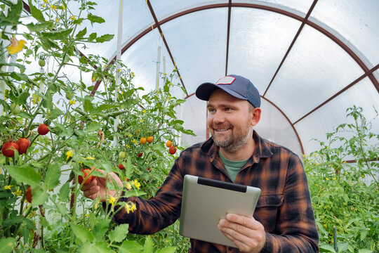 Smiling man using tablet while examining tomato in greenhouse - Powered by Adobe