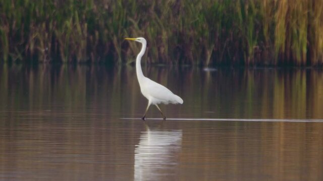 Great egret walking on a river
