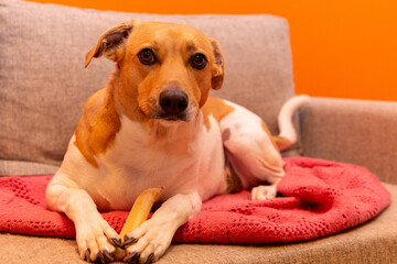Cute dog on the couch