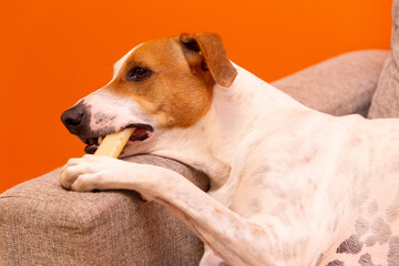 Cute dog on the couch