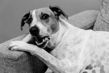 Cute dog on the couch
