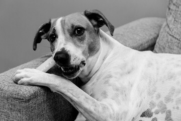 Cute dog on the couch