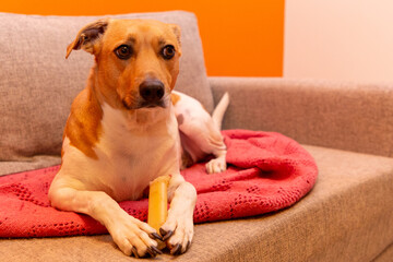 Cute dog on the couch
