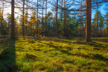 Obraz premium Trees in autumn colors in a forest in bright sunny sunlight at fall, Baarn, Lage Vuursche, Utrecht, The Netherlands, November 18, 2020
