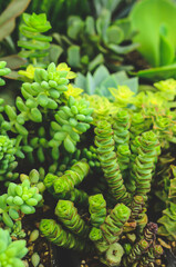 Close up on different types of succulent plants  growing next to each other, all different shapes but mostly vibrant green color 