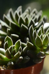 Close up on chinese jade succulent plant 