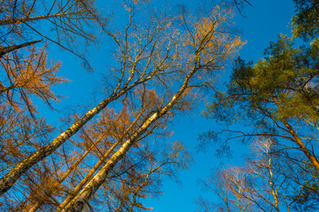 Trees in autumn colors in a forest in bright sunny sunlight at fall, Baarn, Lage Vuursche, Utrecht, The Netherlands, November 18, 2020
