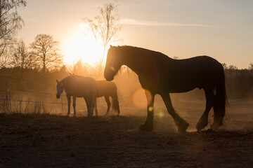 Sunset horses in the pasture - dust - sun - evening at the ranch