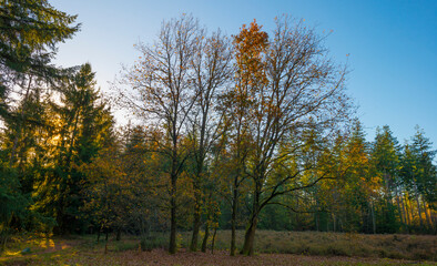 Trees in autumn colors in a forest in bright sunny sunlight at fall, Baarn, Lage Vuursche, Utrecht, The Netherlands, November 18, 2020