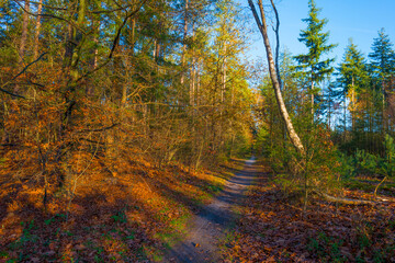 Trees in autumn colors in a forest in bright sunny sunlight at fall, Baarn, Lage Vuursche, Utrecht, The Netherlands, November 18, 2020