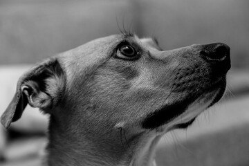 Cute dog on the couch