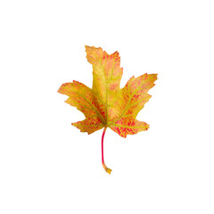 Beautiful leaf isolated on white. Autumn season
