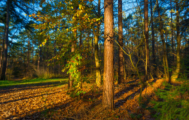 Fototapeta premium Trees in autumn colors in a forest in bright sunny sunlight at fall, Baarn, Lage Vuursche, Utrecht, The Netherlands, November 18, 2020