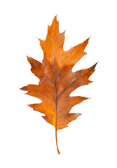 Beautiful leaf isolated on white. Autumn season