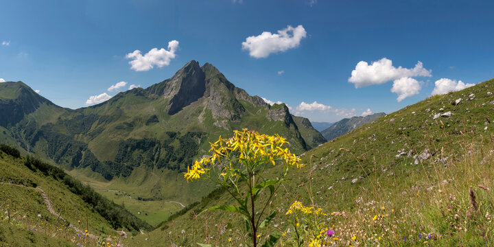 Wood ragwort (Senecio ovatus) blooming in summer with Hofats mountain in background