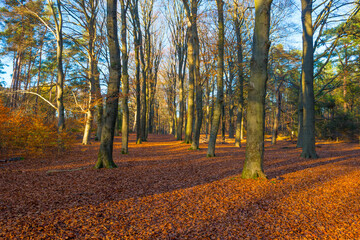 Obraz premium Trees in autumn colors in a forest in bright sunny sunlight at fall, Baarn, Lage Vuursche, Utrecht, The Netherlands, November 18, 2020