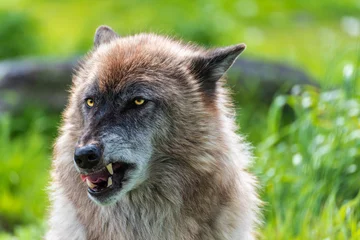Tuinposter Angry Wolf © JRey_Photo