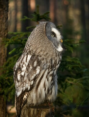 great grey owl (strix nebulosa) in the forest on the stump on the background of spruce