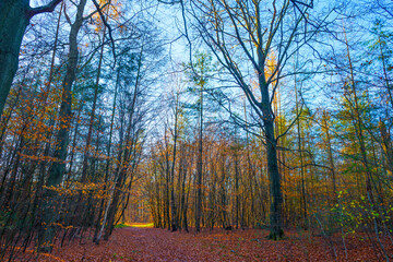 Trees in autumn colors in a forest in bright sunny sunlight at fall, Baarn, Lage Vuursche, Utrecht, The Netherlands, November 18, 2020