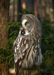 great grey owl (strix nebulosa) in the forest on the stump on the background of spruce