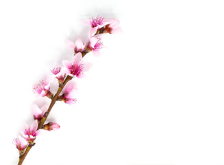 Floral branch with blooming almonds and some petals.