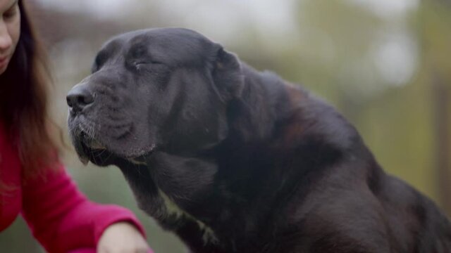 Woman with black white central asian shepherd dog in the backyard. High quality 4k footage