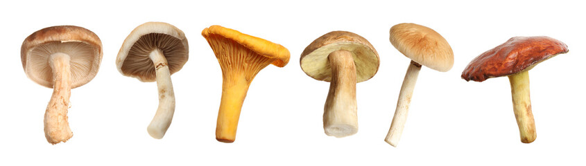 Set of different fresh mushrooms on white background. Banner design © New Africa
